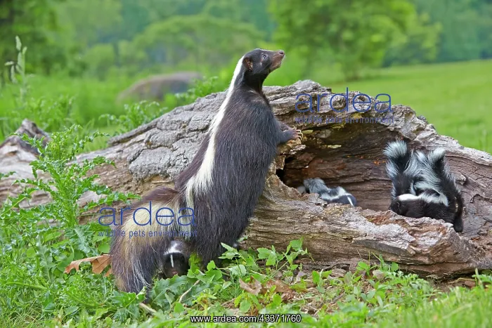 : 80202347 Striped Skunk - mother and young Minnesota : 80202347 Striped Skunk - mother and young Minnesota