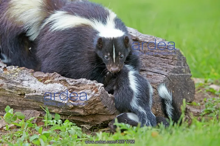 : 80202349 Striped Skunk - mother and young Minnesota : 80202349 Striped Skunk - mother and young Minnesota