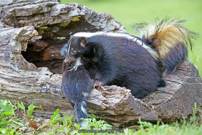 : 80202350 Striped Skunk - mother and young Minnesota : 80202350 Striped Skunk - mother and young Minnesota