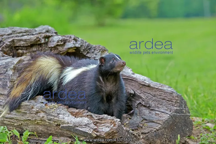  : 80202351 Striped Skunk - mother Minnesota, United