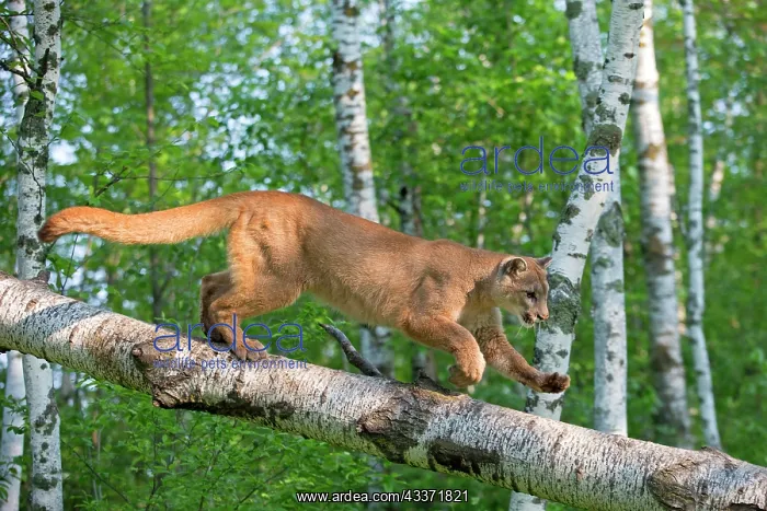 : 80202352 Cougar / Mountain Lion / Puma Minnesota : 80202352 Cougar / Mountain Lion / Puma Minnesota