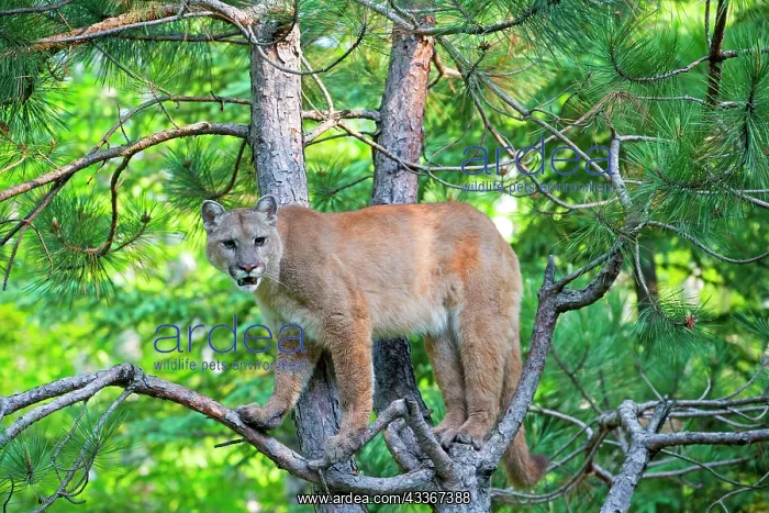 : 80202353 Cougar / Mountain Lion / Puma Minnesota : 80202353 Cougar / Mountain Lion / Puma Minnesota