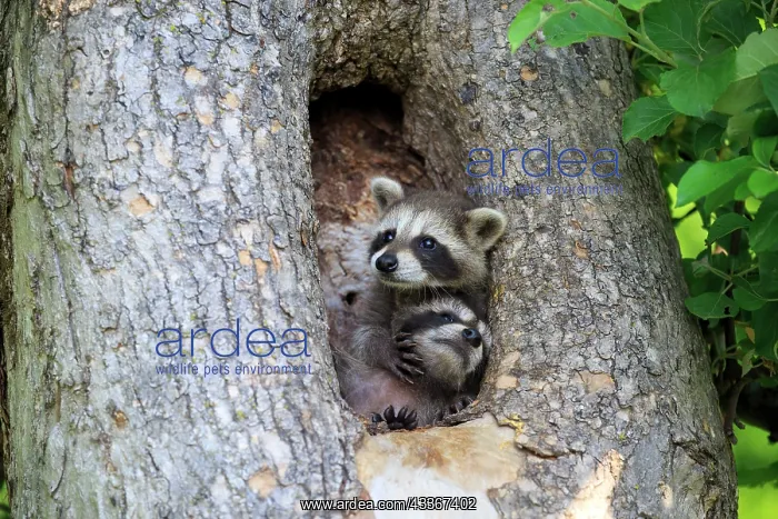 : 80202354 Raccoon / Racoon - young Minnesota, United : 80202354 Raccoon / Racoon - young Minnesota, United