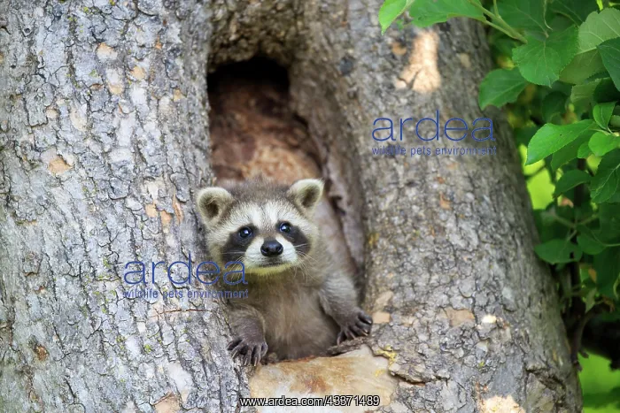 : 80202355 Raccoon / Racoon - young Minnesota, United : 80202355 Raccoon / Racoon - young Minnesota, United