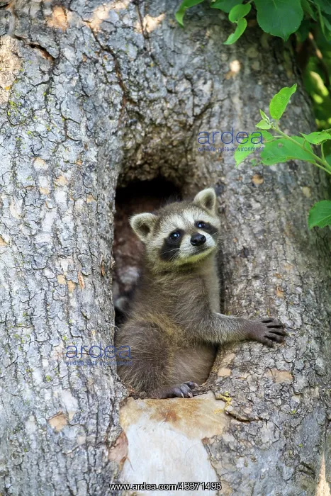 : 80202356 Raccoon / Racoon - young Minnesota, United : 80202356 Raccoon / Racoon - young Minnesota, United