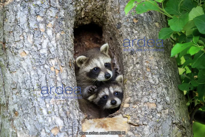 : 80202357 Raccoon / Racoon - young Minnesota, United : 80202357 Raccoon / Racoon - young Minnesota, United