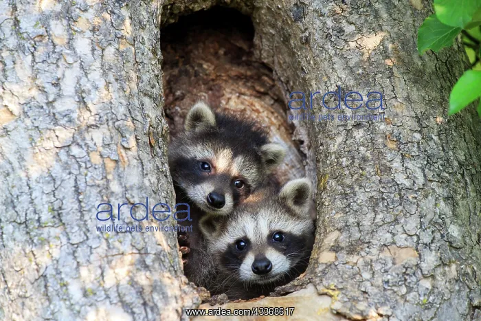 : 80202358 Raccoon / Racoon - young Minnesota, United : 80202358 Raccoon / Racoon - young Minnesota, United