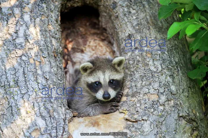 : 80202359 Raccoon / Racoon - young Minnesota, United : 80202359 Raccoon / Racoon - young Minnesota, United