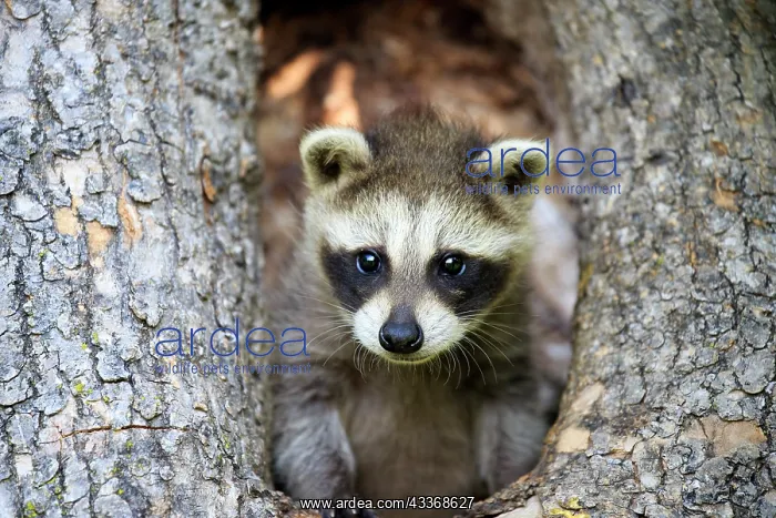 : 80202360 Raccoon / Racoon - young Minnesota, United : 80202360 Raccoon / Racoon - young Minnesota, United