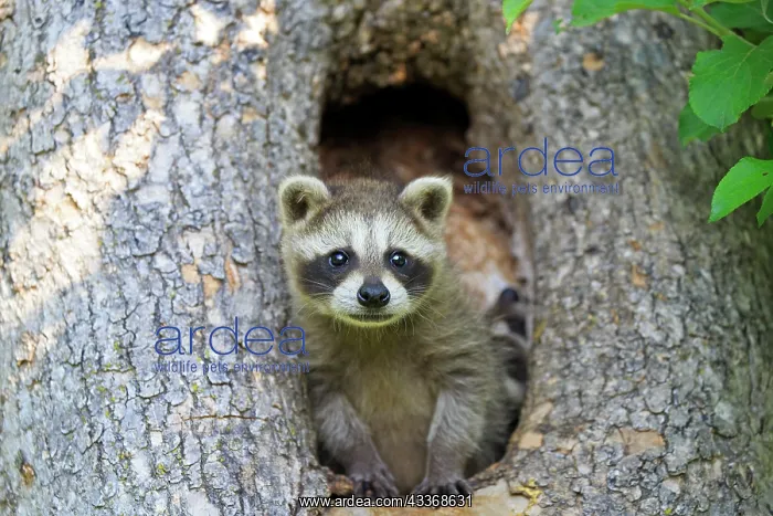 : 80202361 Raccoon / Racoon - young Minnesota, United : 80202361 Raccoon / Racoon - young Minnesota, United