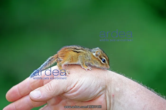  : 80202369 Eastern Chipmunk - young on hand Minnesota