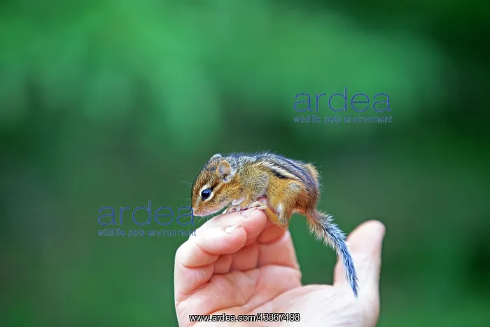 : 80202370 Eastern Chipmunk - young on hand Minnesota : 80202370 Eastern Chipmunk - young on hand Minnesota