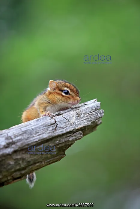 : 80202371 Eastern Chipmunk - young Minnesota, United : 80202371 Eastern Chipmunk - young Minnesota, United