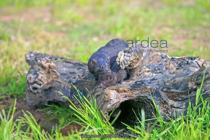 : 80202376 American Mink - adult female and young : 80202376 American Mink - adult female and young