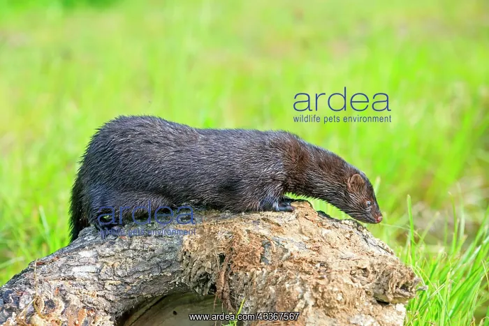 : 80202377 American Mink - adult Minnesota, United : 80202377 American Mink - adult Minnesota, United
