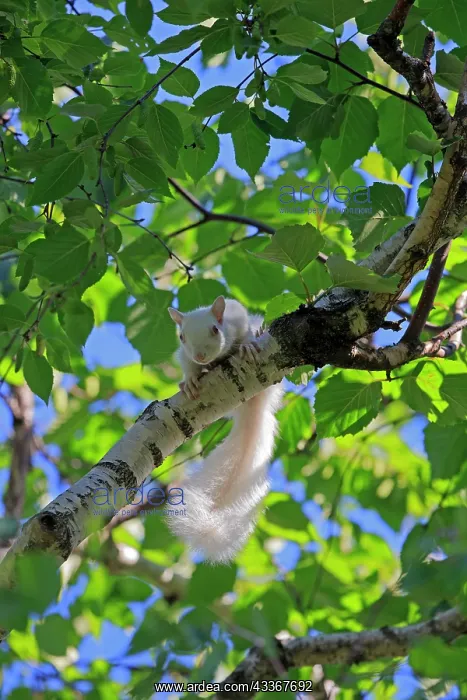 : 80202388 Eastern Gray  /  Grey Squirrel - albino adult