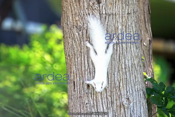 : 80202389 Eastern Gray / Grey Squirrel - albino adult : 80202389 Eastern Gray / Grey Squirrel - albino adult
