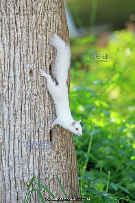 : 80202390 Eastern Gray / Grey Squirrel - albino adult : 80202390 Eastern Gray / Grey Squirrel - albino adult