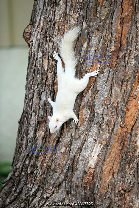 : 80202391 Eastern Gray / Grey Squirrel - albino adult : 80202391 Eastern Gray / Grey Squirrel - albino adult