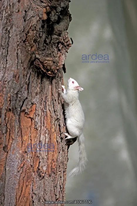 : 80202392 Eastern Gray / Grey Squirrel - albino adult : 80202392 Eastern Gray / Grey Squirrel - albino adult
