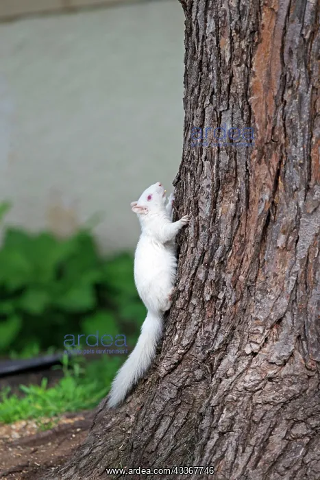  : 80202393 Eastern Gray  /  Grey Squirrel - albino adult