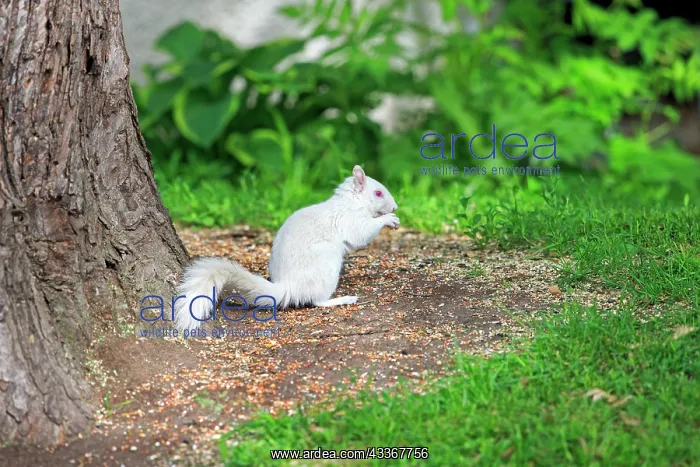 : 80202394 Eastern Gray / Grey Squirrel - albino adult : 80202394 Eastern Gray / Grey Squirrel - albino adult