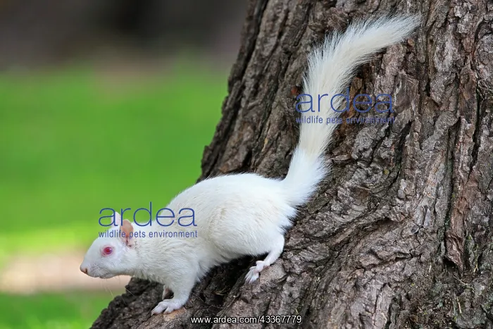 : 80202396 Eastern Gray / Grey Squirrel - albino adult : 80202396 Eastern Gray / Grey Squirrel - albino adult