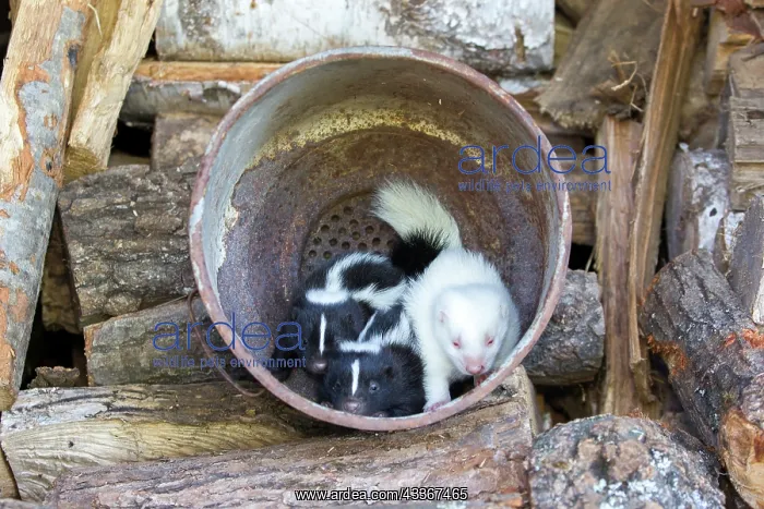: 80202418 Striped Skunk - young (one is albino) Minnesota : 80202418 Striped Skunk - young (one is albino) Minnesota