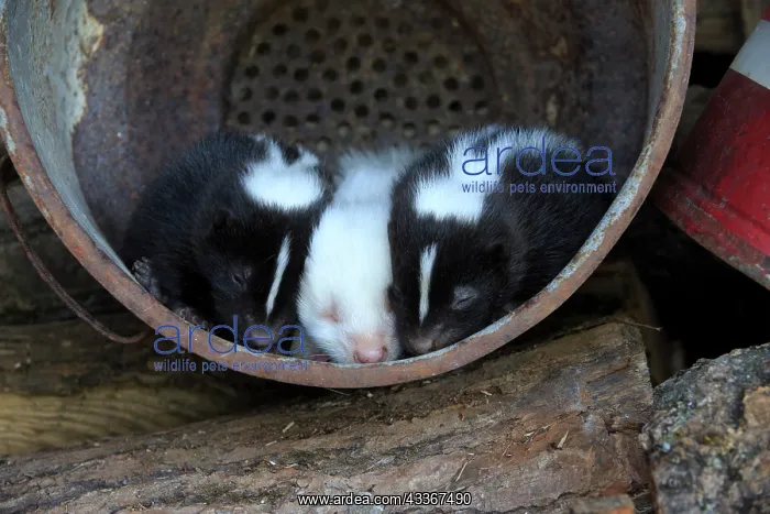: 80202419 Striped Skunk - young (one is albino) Minnesota : 80202419 Striped Skunk - young (one is albino) Minnesota