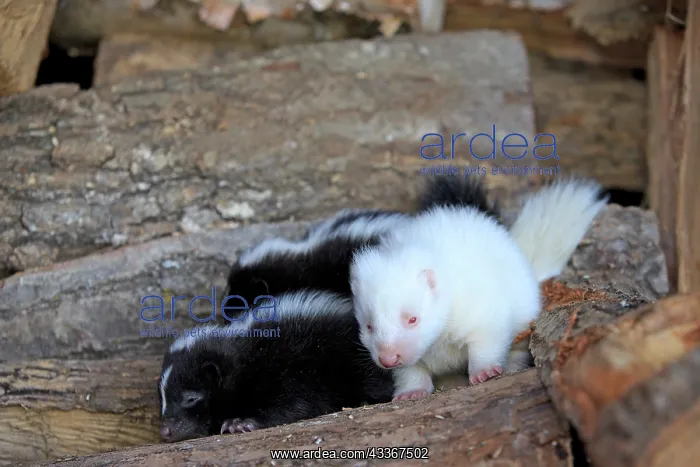 : 80202420 Striped Skunk - young (one is albino) Minnesota : 80202420 Striped Skunk - young (one is albino) Minnesota