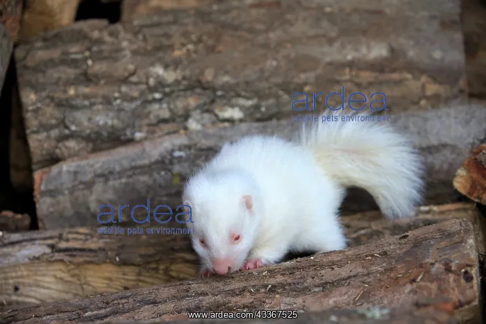 : 80202421 Striped Skunk - young albino Minnesota : 80202421 Striped Skunk - young albino Minnesota