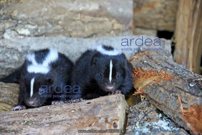: 80202422 Striped Skunk - young Minnesota, United : 80202422 Striped Skunk - young Minnesota, United
