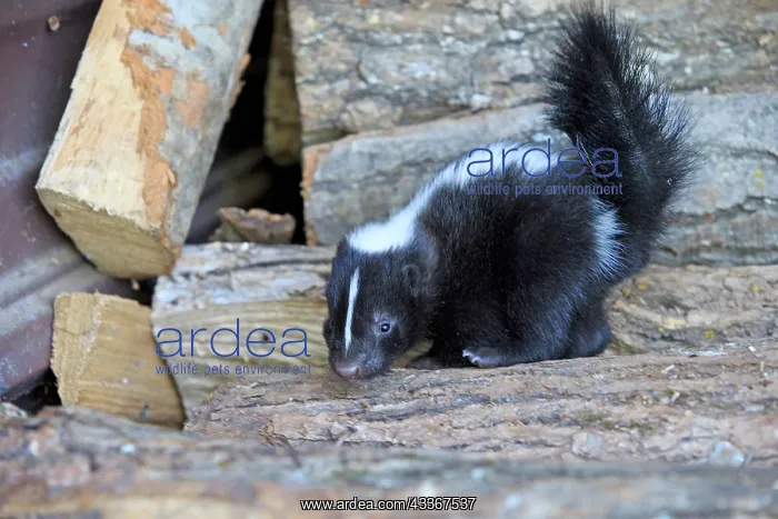 : 80202423 Striped Skunk - young Minnesota, United : 80202423 Striped Skunk - young Minnesota, United