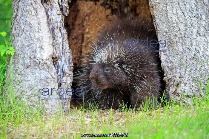 : 80202424 Porcupine Minnesota, United States Erethizon : 80202424 Porcupine Minnesota, United States Erethizon