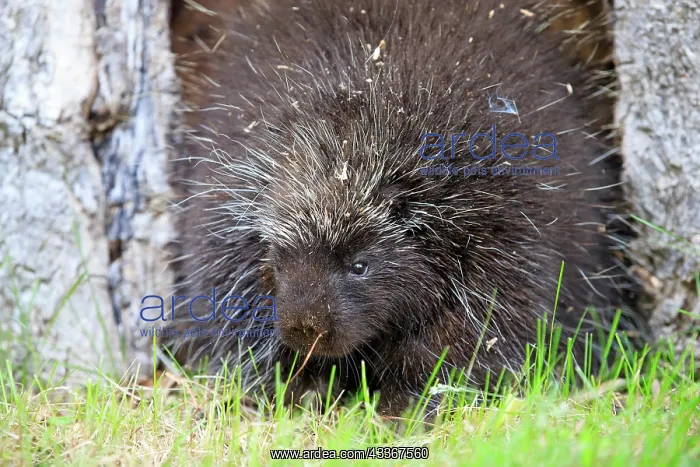 : 80202425 Porcupine Minnesota, United States Erethizon : 80202425 Porcupine Minnesota, United States Erethizon