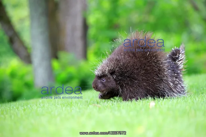 : 80202426 Porcupine Minnesota, United States Erethizon : 80202426 Porcupine Minnesota, United States Erethizon
