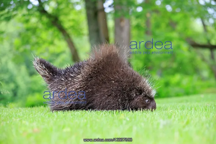 : 80202427 Porcupine Minnesota, United States Erethizon : 80202427 Porcupine Minnesota, United States Erethizon