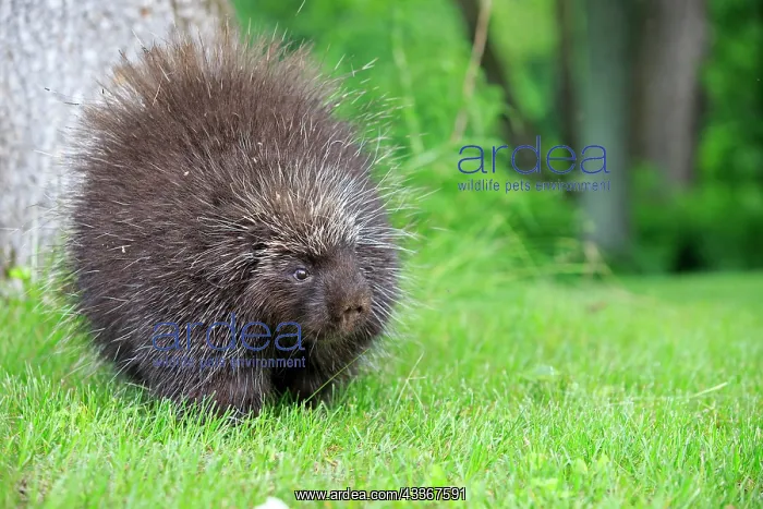 : 80202428 Porcupine Minnesota, United States Erethizon : 80202428 Porcupine Minnesota, United States Erethizon