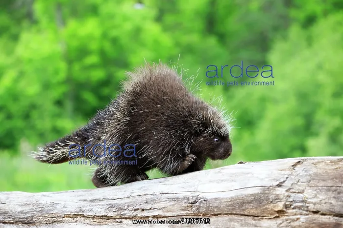 : 80202429 Porcupine Minnesota, United States Erethizon : 80202429 Porcupine Minnesota, United States Erethizon