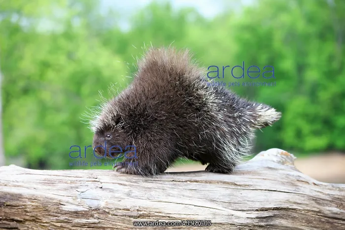 : 80202430 Porcupine Minnesota, United States Erethizon : 80202430 Porcupine Minnesota, United States Erethizon