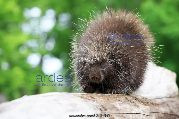 : 80202431 Porcupine Minnesota, United States Erethizon : 80202431 Porcupine Minnesota, United States Erethizon