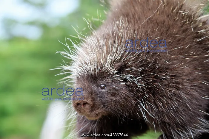 : 80202432 Porcupine Minnesota, United States Erethizon : 80202432 Porcupine Minnesota, United States Erethizon