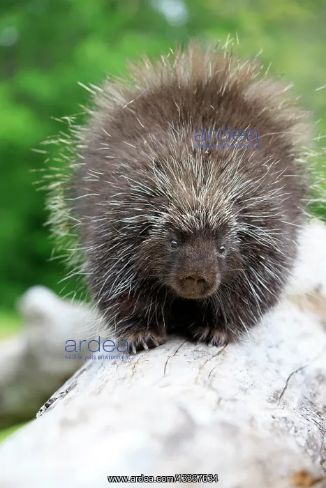 : 80202433 Porcupine Minnesota, United States Erethizon : 80202433 Porcupine Minnesota, United States Erethizon