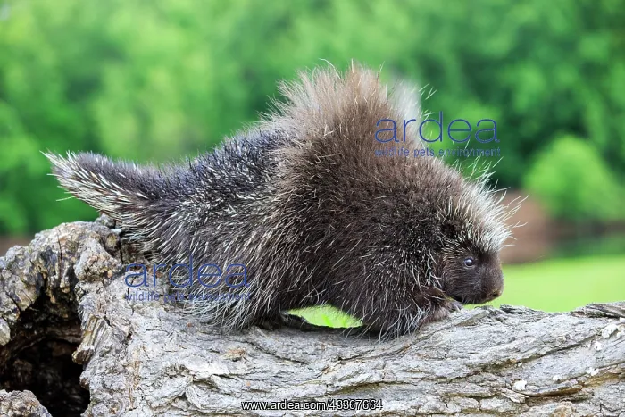 : 80202435 Porcupine Minnesota, United States Erethizon : 80202435 Porcupine Minnesota, United States Erethizon