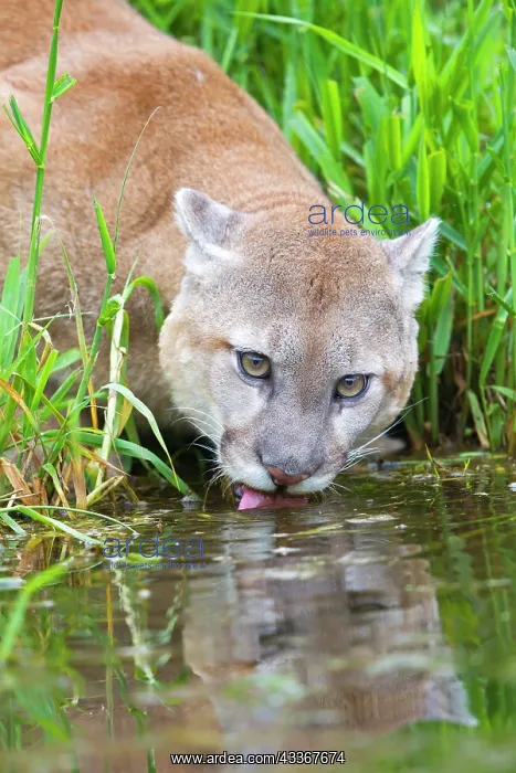 : 80202437 Cougar / Mountain Lion / Puma - drinking : 80202437 Cougar / Mountain Lion / Puma - drinking