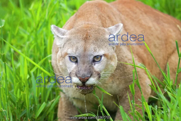 : 80202438 Cougar / Mountain Lion / Puma - drinking : 80202438 Cougar / Mountain Lion / Puma - drinking