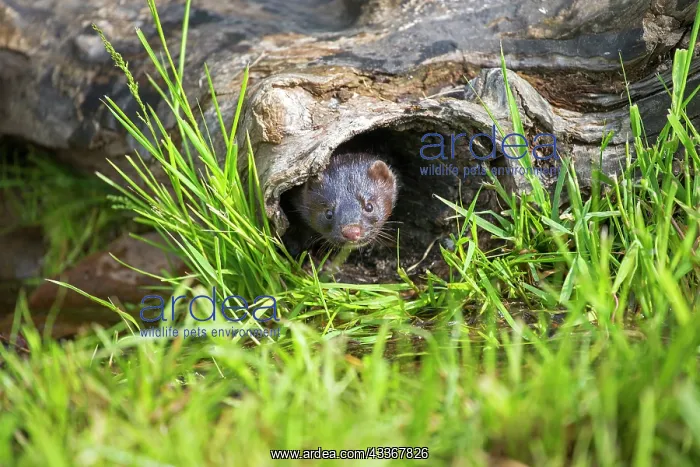 : 80202449 American Mink - adult female Minnesota : 80202449 American Mink - adult female Minnesota