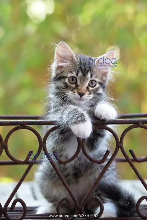 : 80202459 Cat - Siberian kitten Jean-Michel Labat : 80202459 Cat - Siberian kitten Jean-Michel Labat