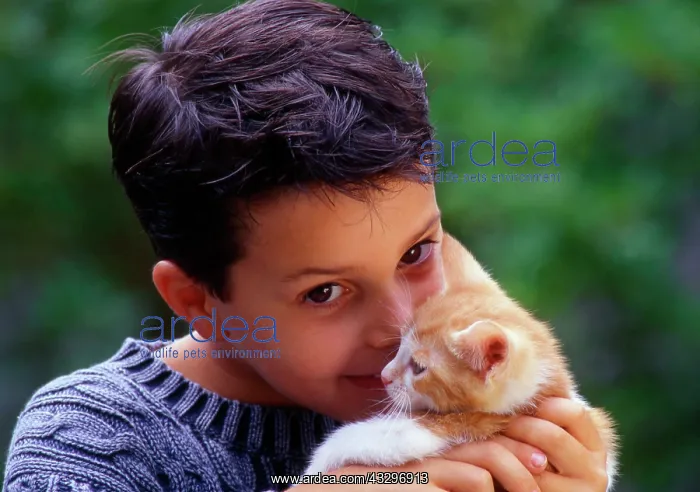 : 80202470 Boy with kitten Frederic Rolland All images : 80202470 Boy with kitten Frederic Rolland All images