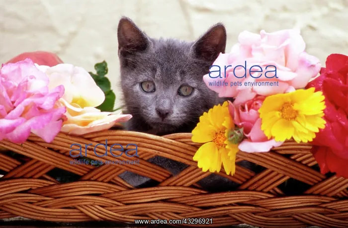 : 80202471 Cat - kitten in basket with flowers Frederic : 80202471 Cat - kitten in basket with flowers Frederic